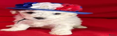 Bichon Frise 1