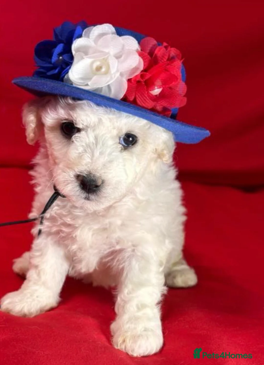 Bichon Frise dogs for sale: BICHON FRISE  - Advert 2