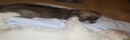 Chorkie dogs for sale:  **  Chorkie puppies in Towcester - Advert 13
