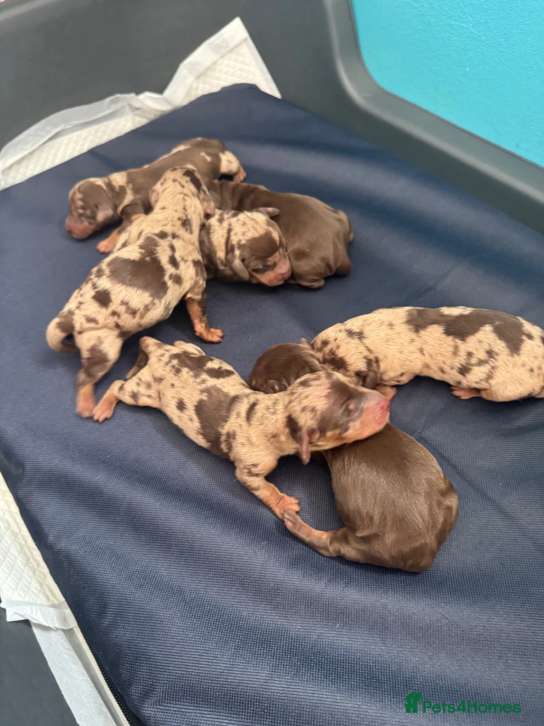 Miniature Dachshund dogs for sale: Beautiful litter of 7 miniature dachshund  in Ipswich - Advert 2