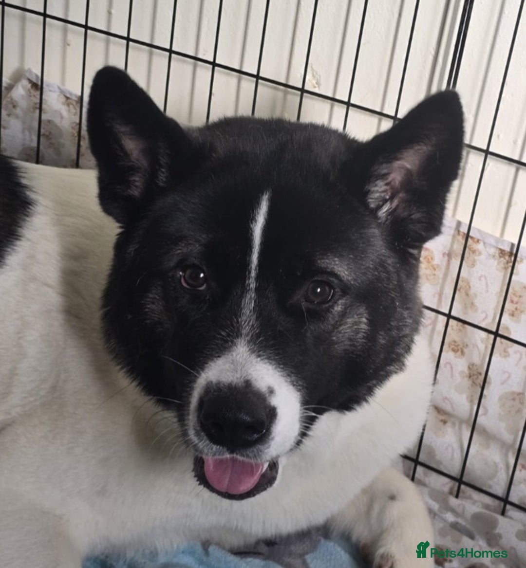 Akita dogs for sale: Female 1 & half Year-Old Female Akita For Rehoming - Advert 5