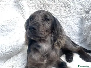 Cocker Spaniel dogs 6 Beautiful Cocker Spaniel puppies - Advert 7