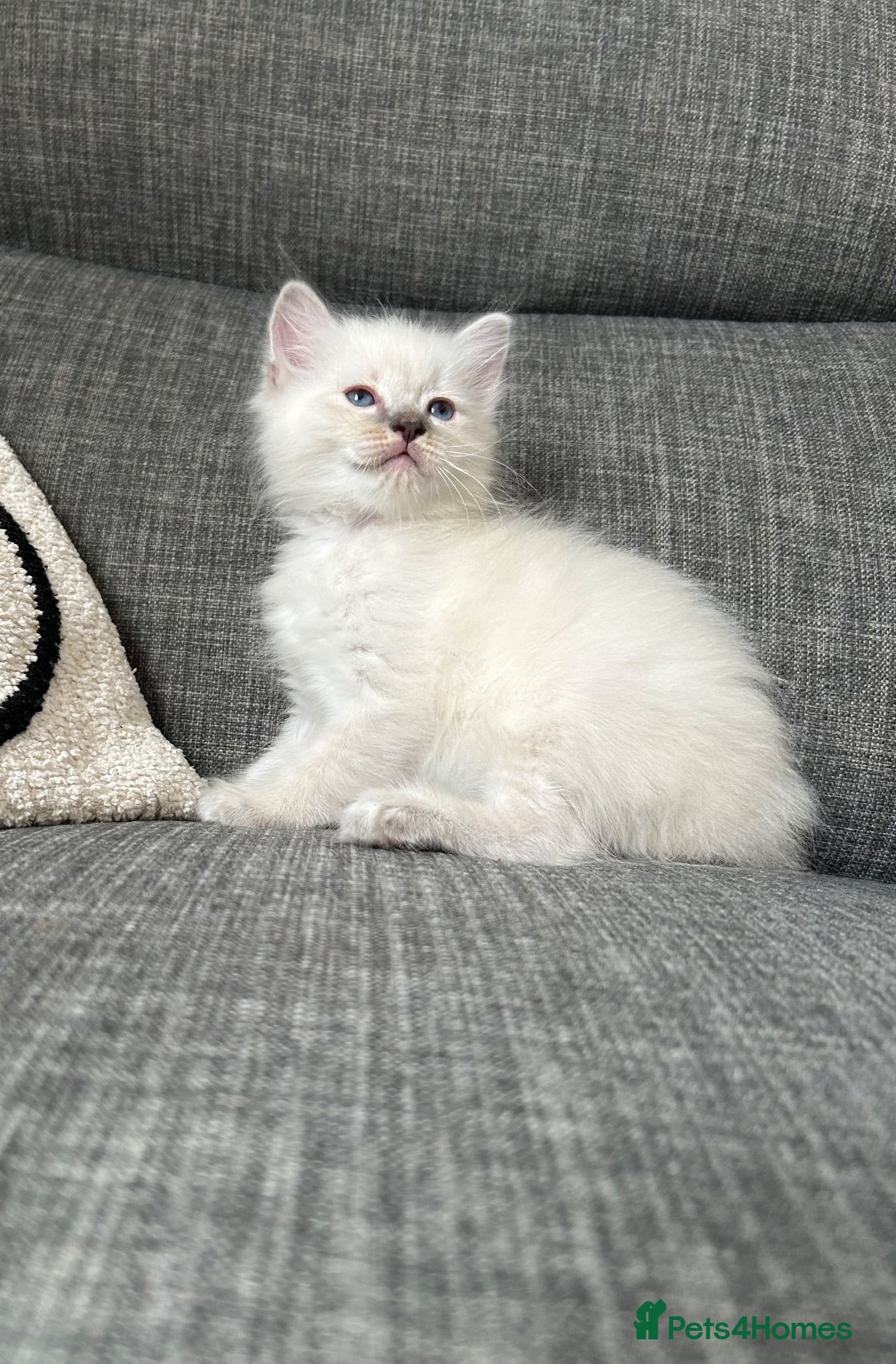 Ragdoll cats Ready!Beautiful pure Ragdoll male  - Advert 1