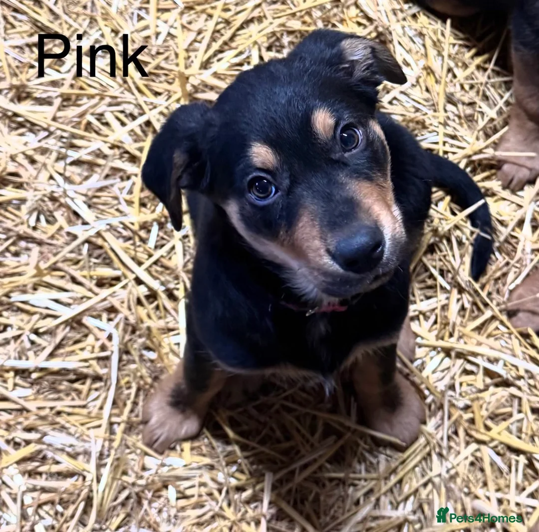 Huntaway dogs for sale: Huntaway Puppies For Sale   - Advert 1