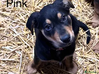 Huntaway dogs Huntaway Puppies For Sale - Advert 6