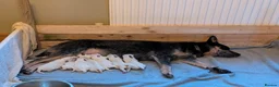 Australian Cattle Dog dogs for sale: Cattle Dog Puppies - Advert 3