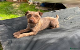 Mixed Breed dogs for sale: Patterdale terrier x cocker spaniel puppy’s  - Advert 13