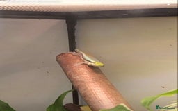 Gecko reptiles for sale: Male Yellow Headed Neon Day Gecko  - Image 2