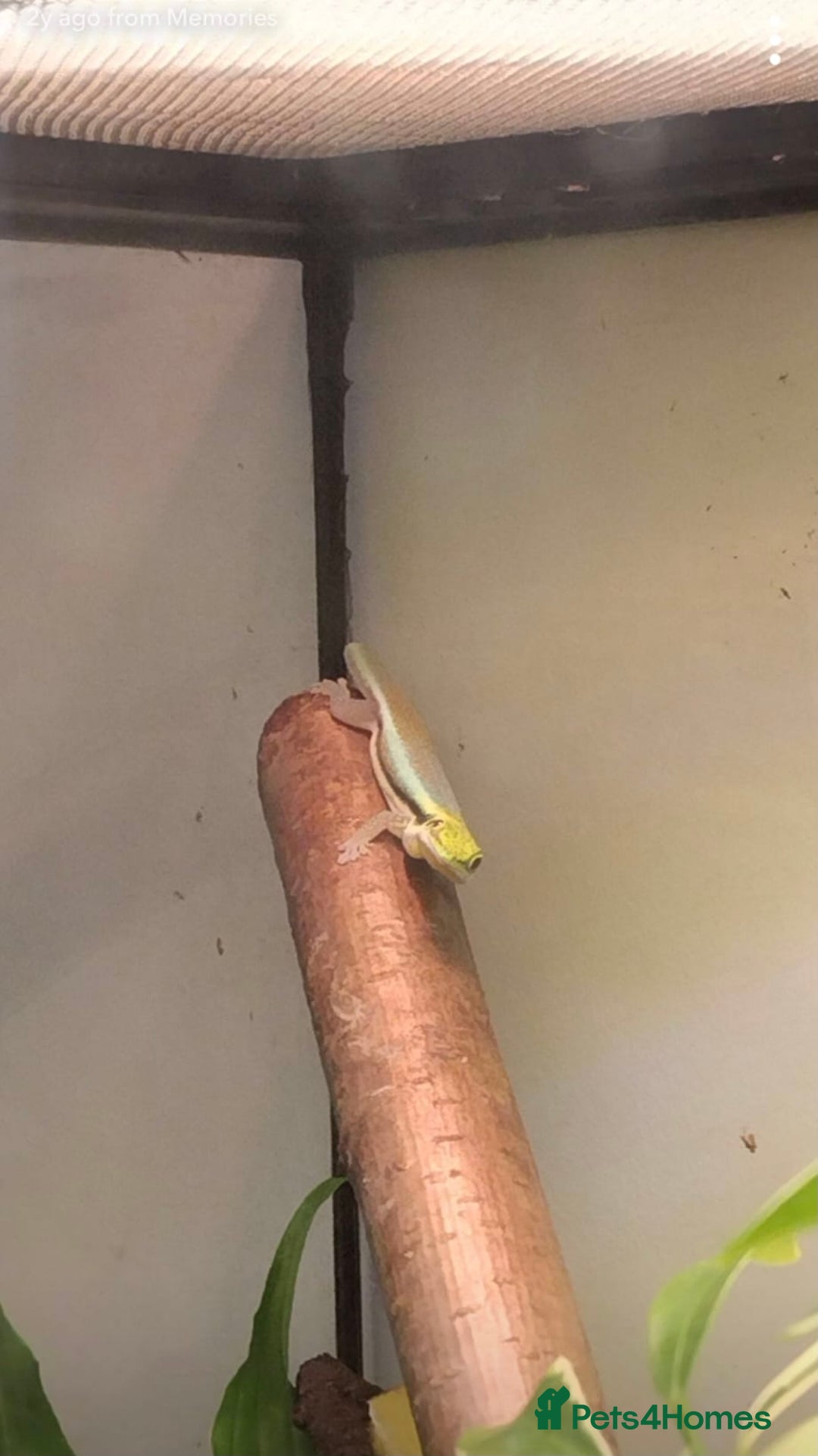 Gecko reptiles for sale: Male Yellow Headed Neon Day Gecko  - Image 2