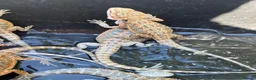 Bearded Dragon reptiles for sale: Bearded dragon babies red hypo  - Advert 3