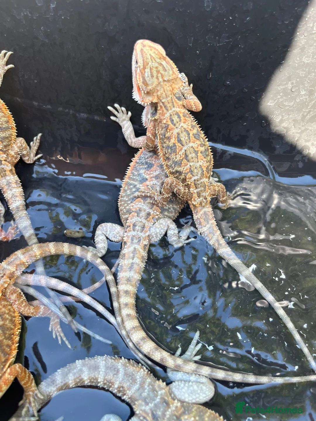 Bearded Dragon reptiles for sale: Bearded dragon babies red hypo & orange hypo  - Advert 2