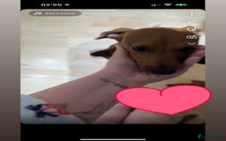 Miniature Dachshund dogs for sale: Miniature dachshund female  - Image 1