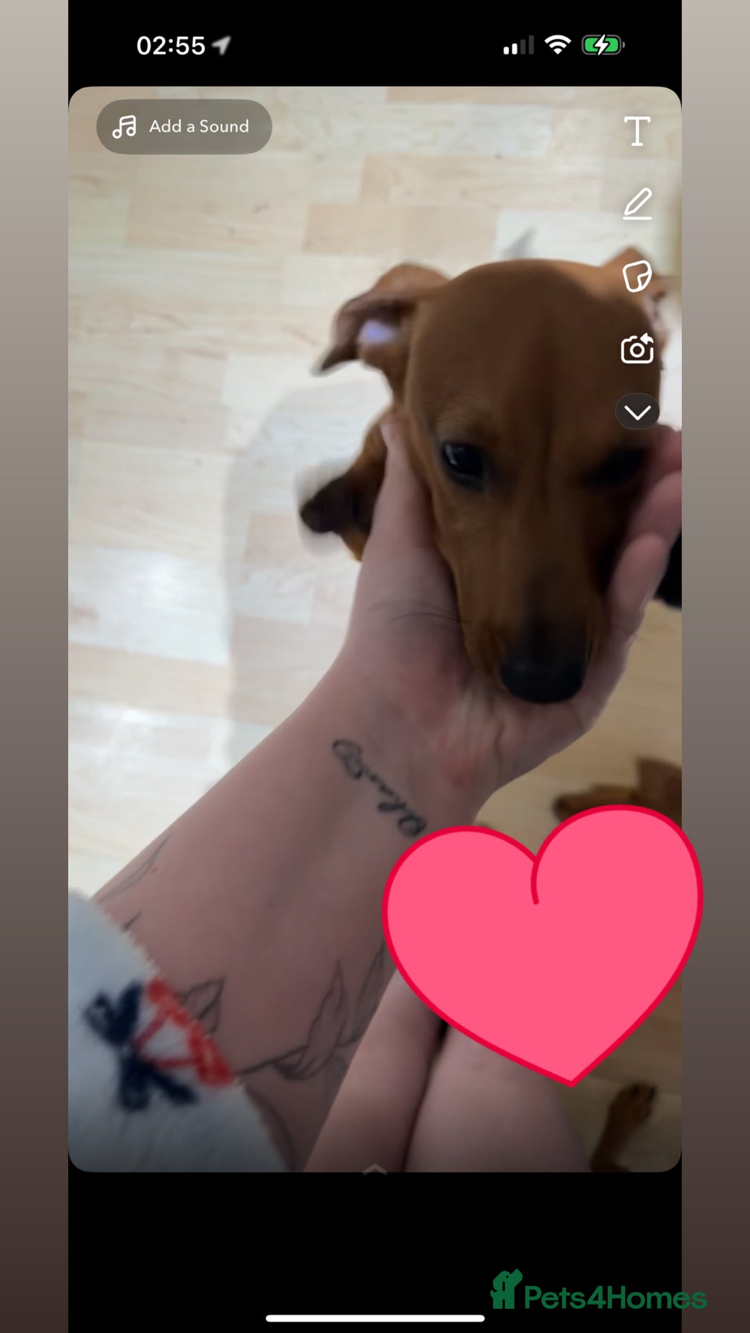 Miniature Dachshund dogs for sale: Miniature dachshund female  - Image 1