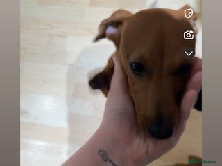 Miniature Dachshund dogs Miniature dachshund female - Advert 7