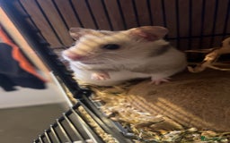 Hamster rodents for sale: Syrian male hamster  - Image 2