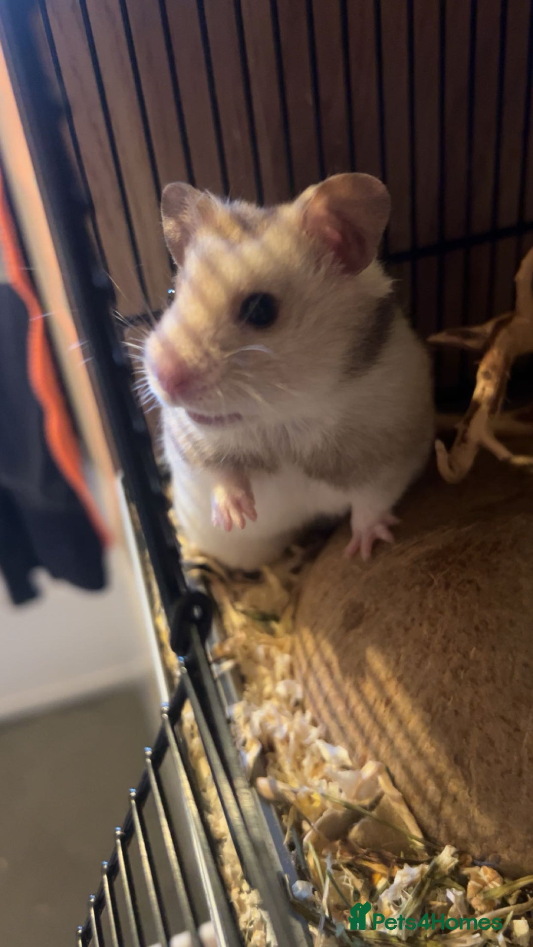 Hamster rodents for sale: Syrian male hamster  - Image 2