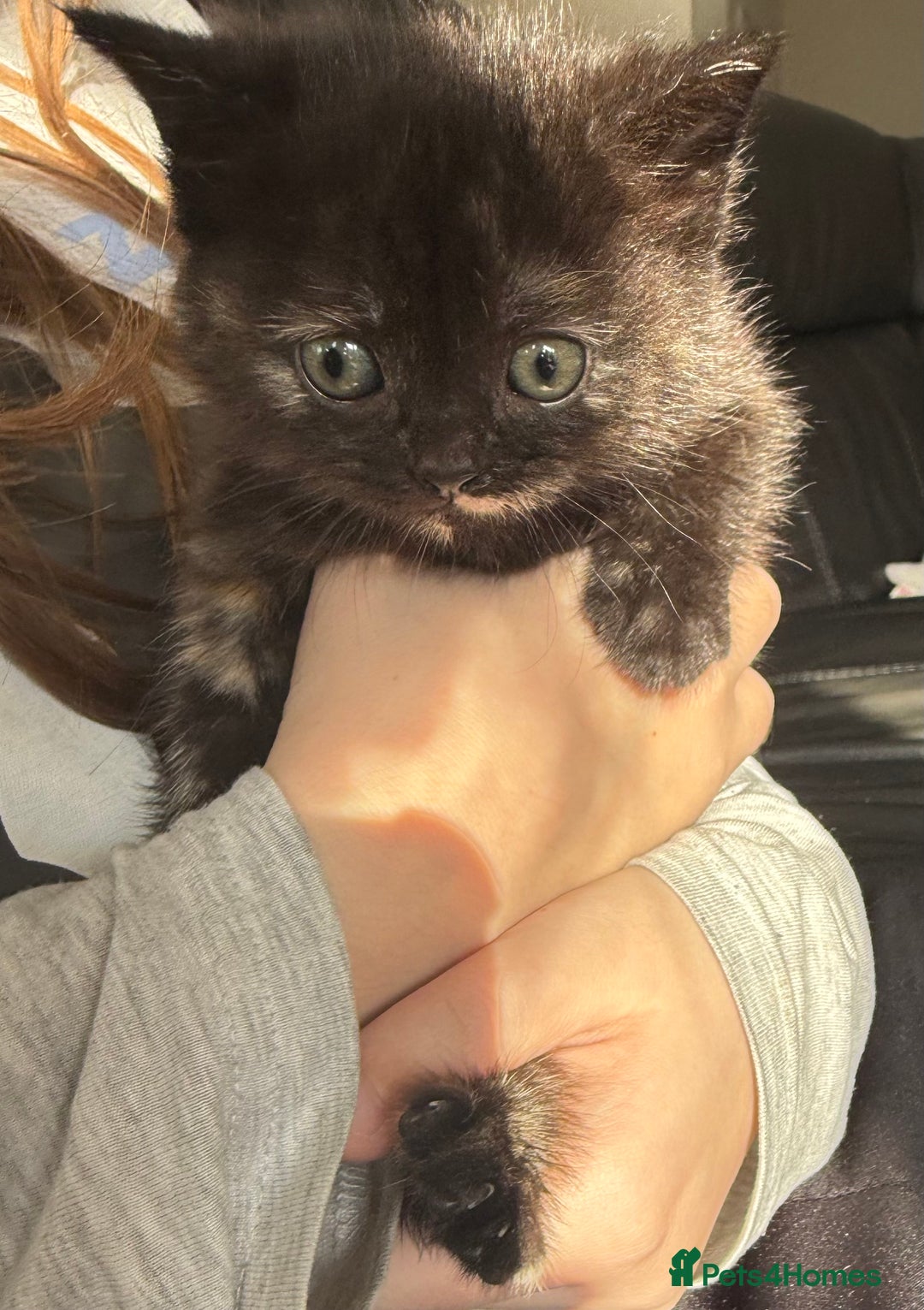 Mixed Breed cats for sale: Mixed British shorthair kittens for sale  - Image 7