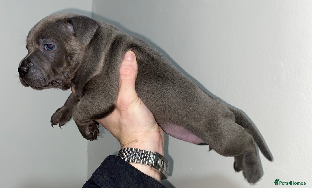 Staffordshire Bull Terrier dogs for sale: Full black Show Quality Staffy pups (Kassius Pup)  - Advert 6