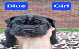 Cane Corso dogs for sale: Pedigree Cane Corso Puppies  - Image 6