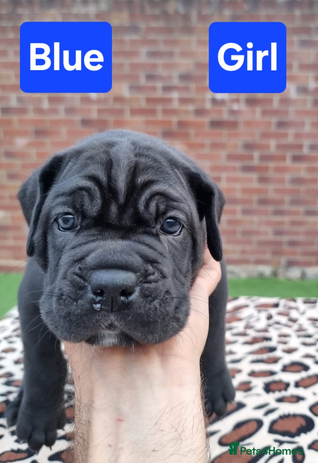 Cane Corso dogs for sale: Pedigree Cane Corso Puppies  - Image 6