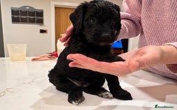 Labradoodle dogs for sale: F1b Miniature Labradoodle Puppies  - Advert 32