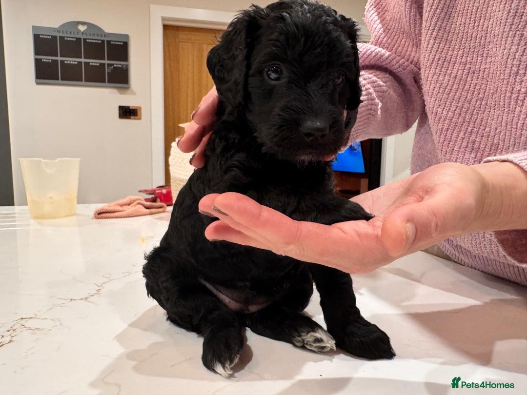Labradoodle dogs for sale: F1b Miniature Labradoodle Puppies  - Advert 32