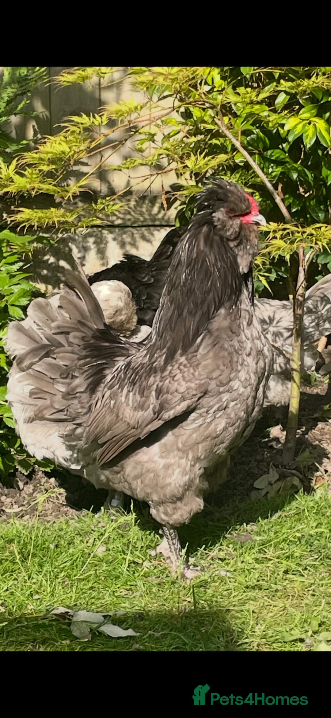 Chickens poultry for sale: Purebred Blue Araucana Rooster  in Wigan - Advert 2