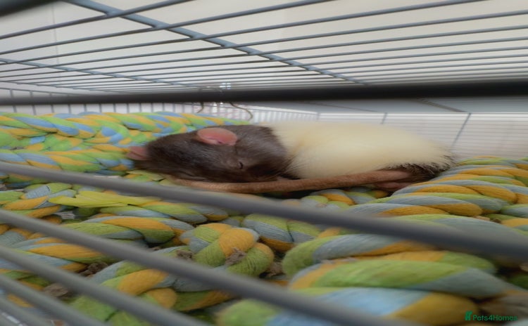 Rat rodents - Advert 2