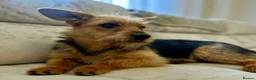 Yorkshire Terrier dogs for adoption: LISA – Female Yorkshire Terrier - Advert 3