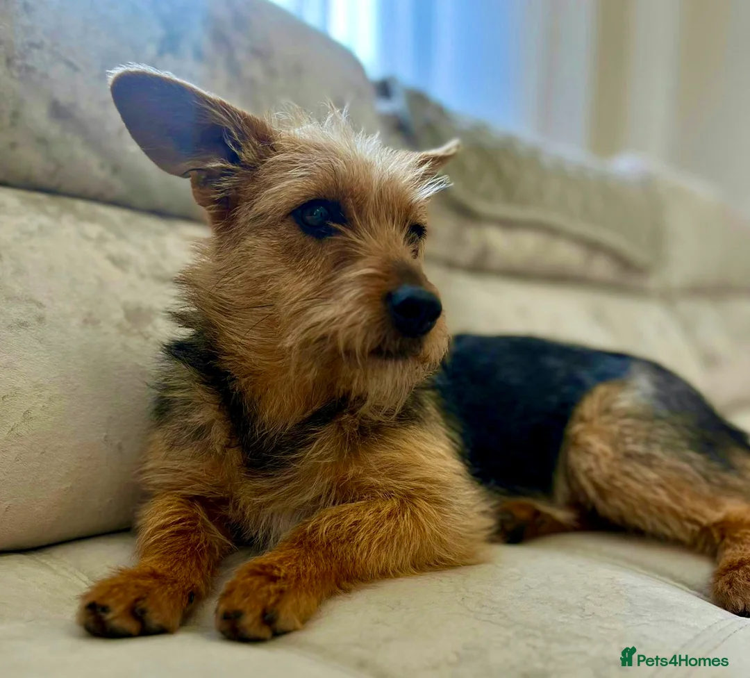 Yorkshire Terrier dogs for adoption: LISA – Female Yorkshire Terrier - Advert 3