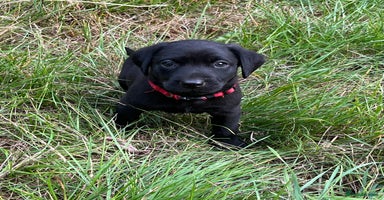 Labrador Retriever dogs - Advert 6