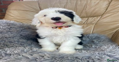 Old English Sheepdog dogs - Advert 13