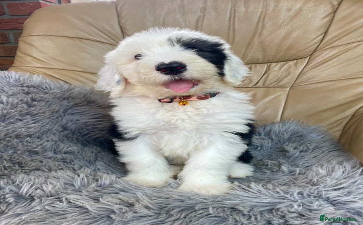 Old English Sheepdog dogs - Advert 1