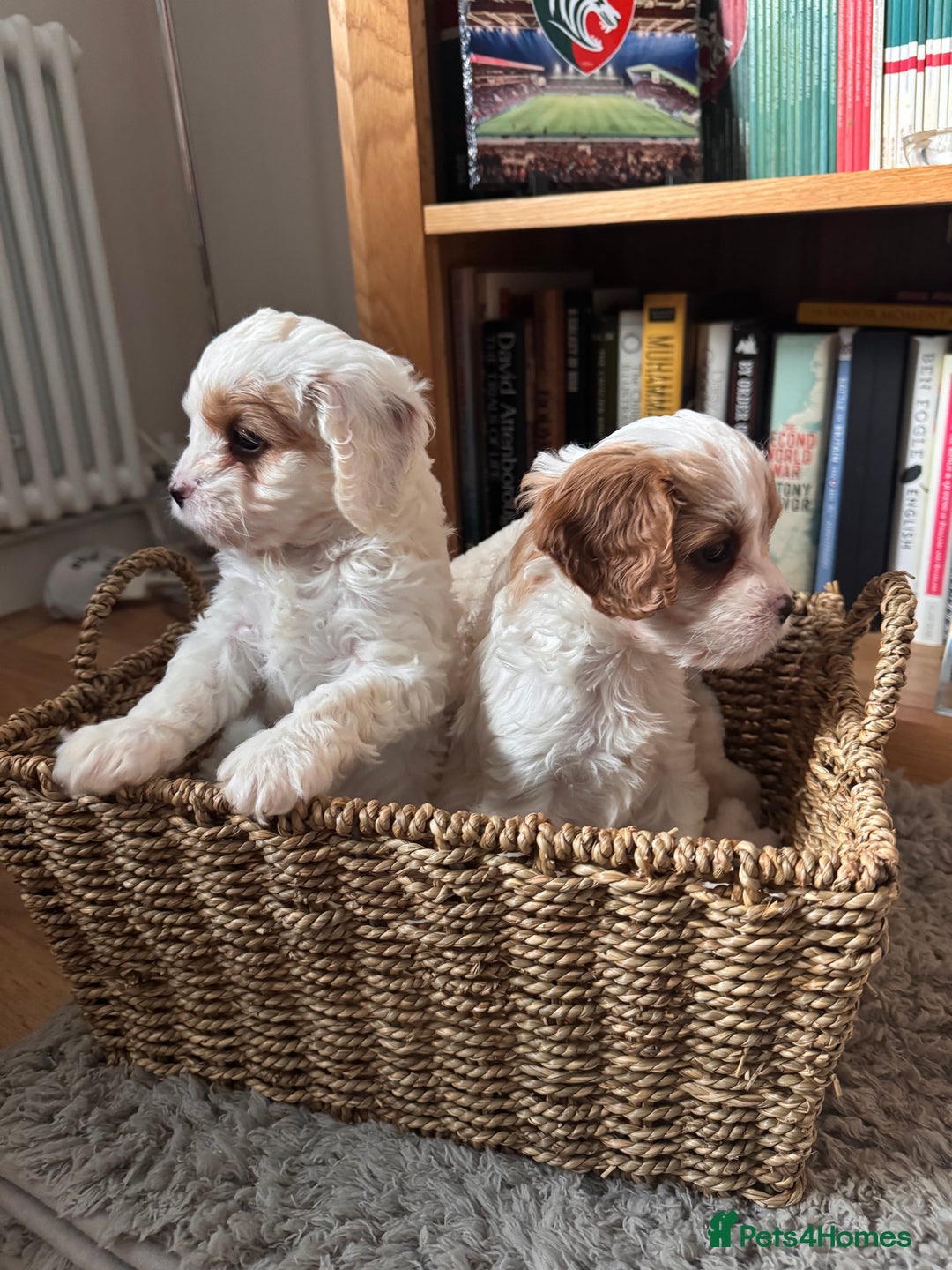 Cavapoo dogs for sale: Stunning F1 Toy Cavapoo puppies  - Advert 9