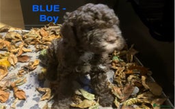 Lagotto Romagnolo dogs for sale: Stunning Litter of Pedigree Lagotto Romagnolo Pups - Image 14