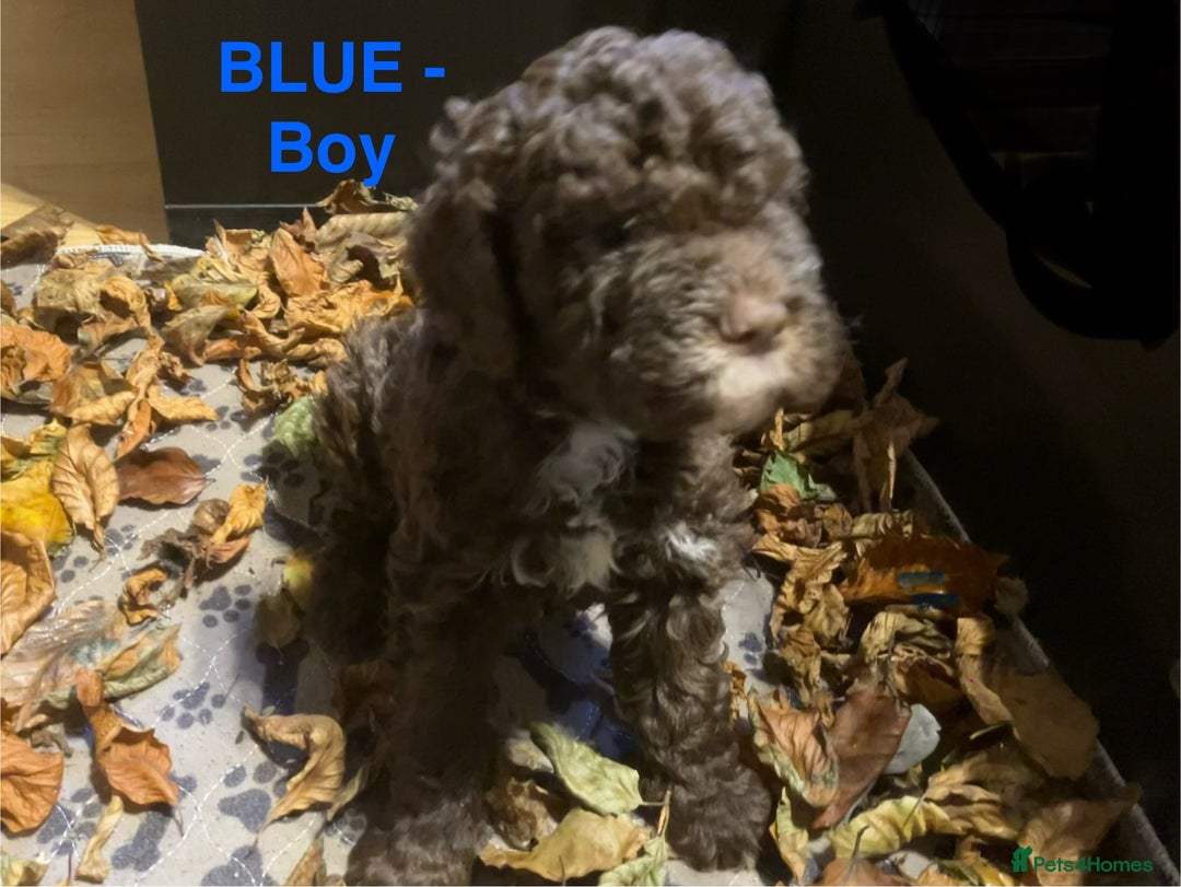 Lagotto Romagnolo dogs for sale: Stunning Litter of Pedigree Lagotto Romagnolo Pups - Image 14