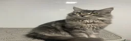 Maine Coon cats for sale: Blue Classic Tabby Maine Coon Female  - Advert 2
