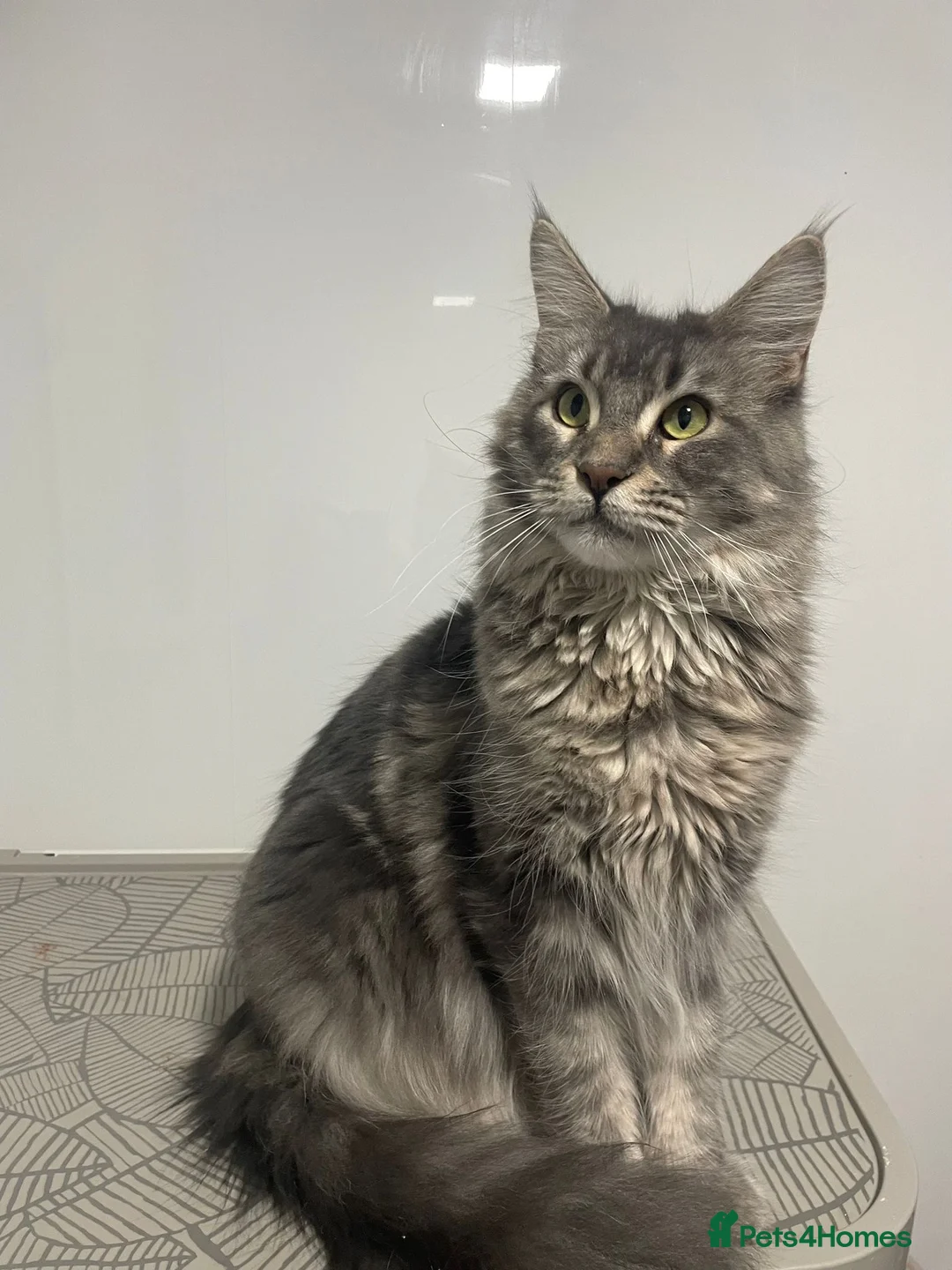 Maine Coon cats for sale: Blue Classic Tabby Maine Coon Female  - Advert 2
