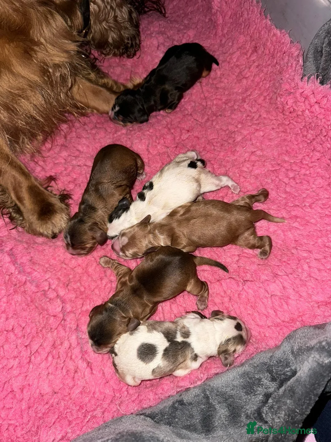 Cocker Spaniel dogs for stud: KC Sable Show Cocker STUD champ lines in Sandbach - Advert 14