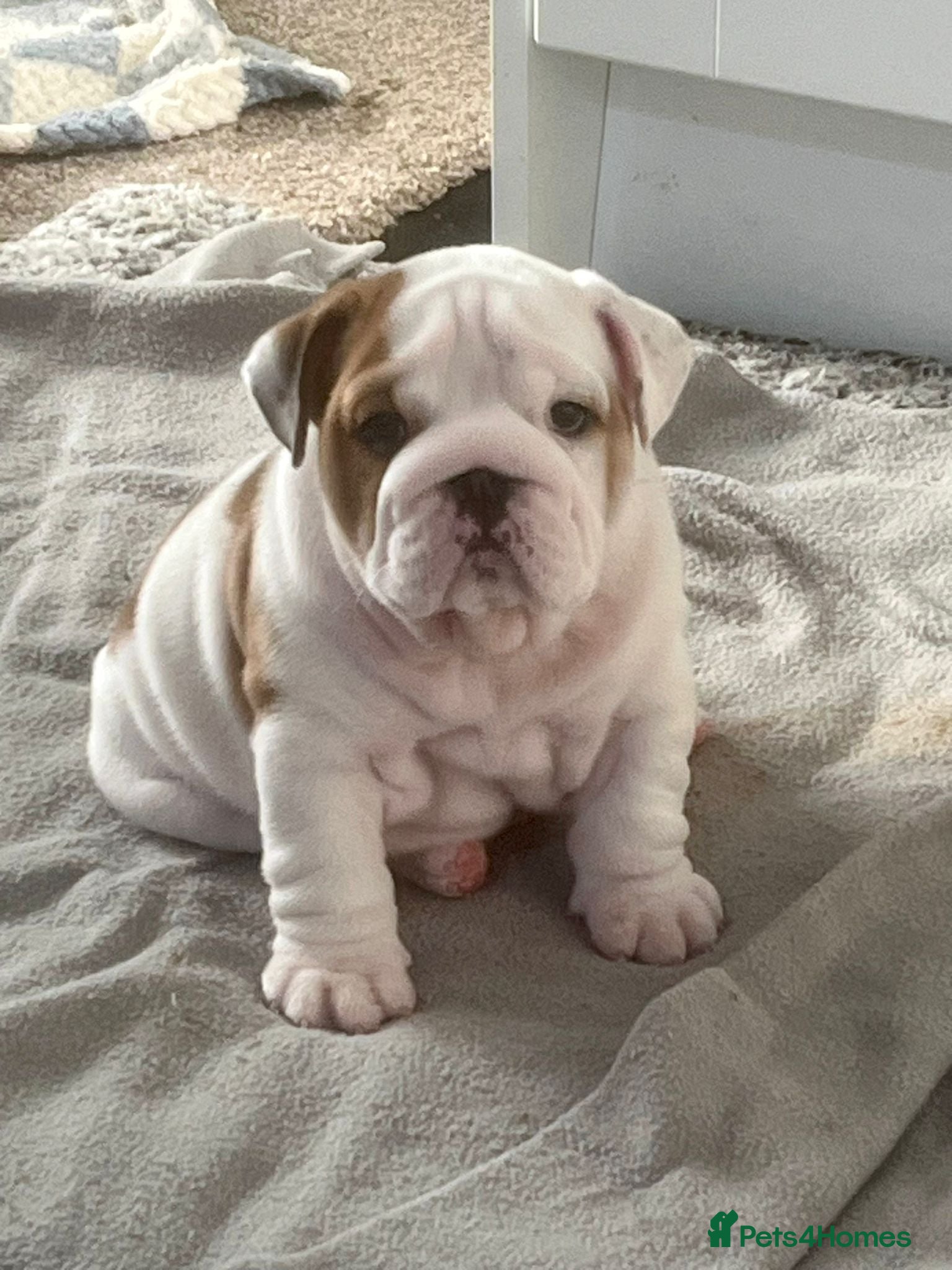 English Bulldog dogs Excellent Pedigree KC Reg British Bulldog Puppies  - Advert 1