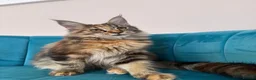 Maine Coon cats for sale: TICA Pedigree Registered Maine Coon Kittens - Advert 1