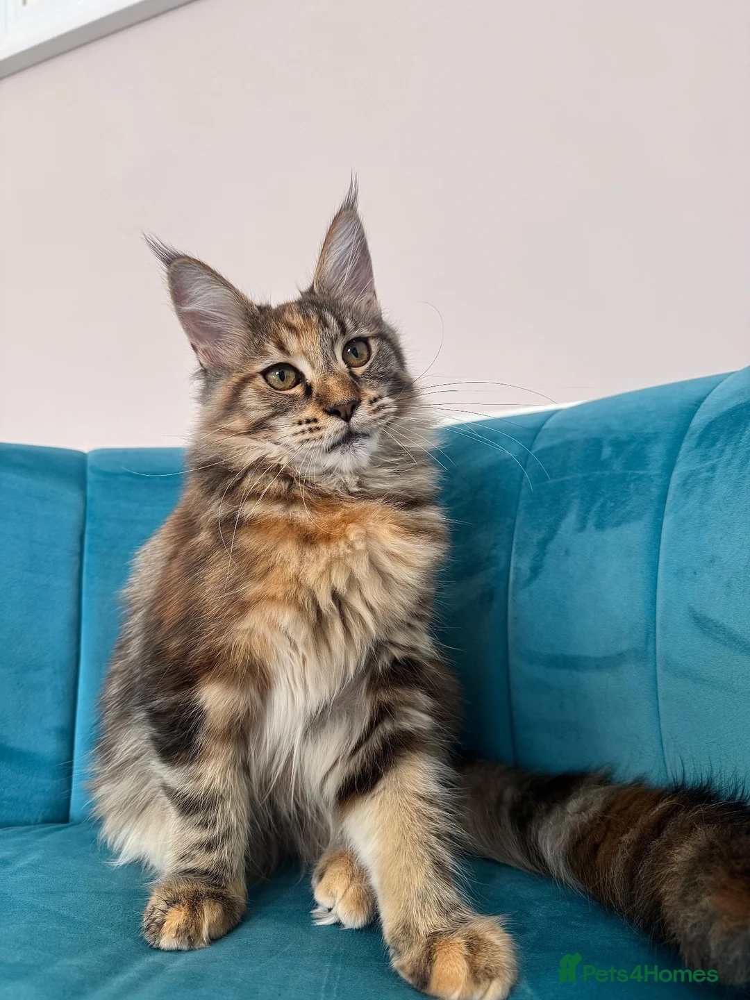 Maine Coon cats for sale: TICA Pedigree Registered Maine Coon Kittens - Advert 1