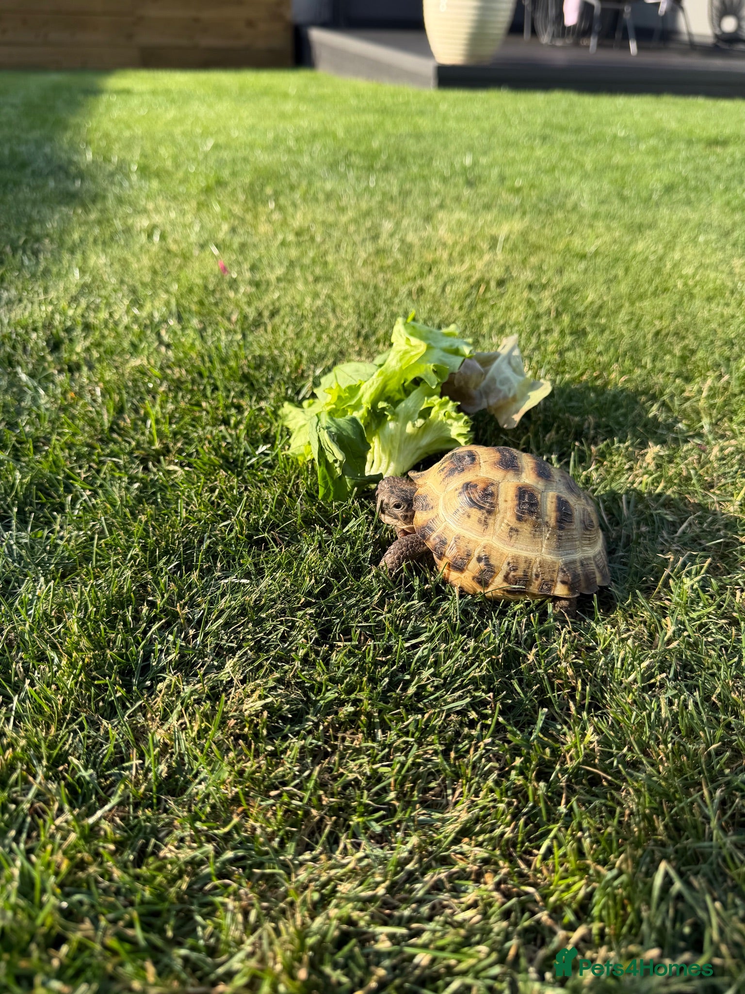 Tortoise reptiles Horsefield Tortoises & Setup  - Advert 1