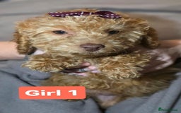 Cockapoo dogs for sale: Cockapoo female - Image 5