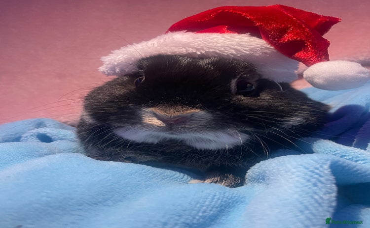 Netherland Dwarf rabbits - Advert 8