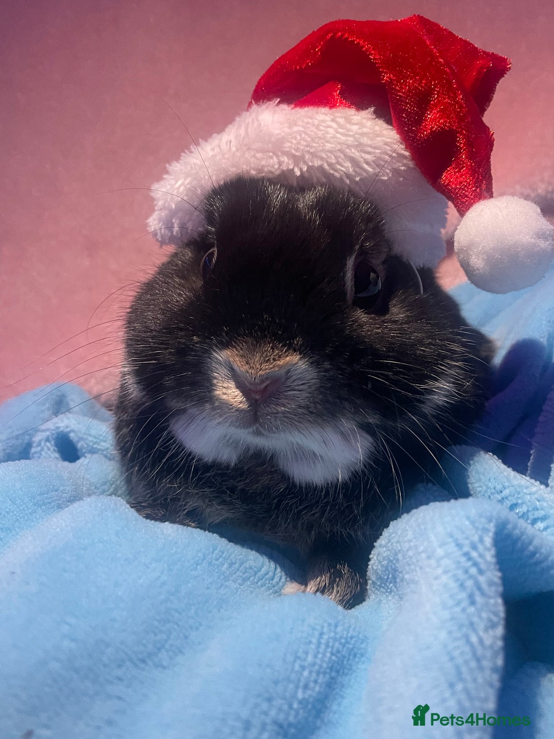 Netherland Dwarf rabbits for sale: Two bunnys looking for a 10/10 forever home.  - Image 1