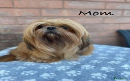 Shih Tzu dogs for sale: KC Registered Imperial Shih Tzu boys.  - Image 10