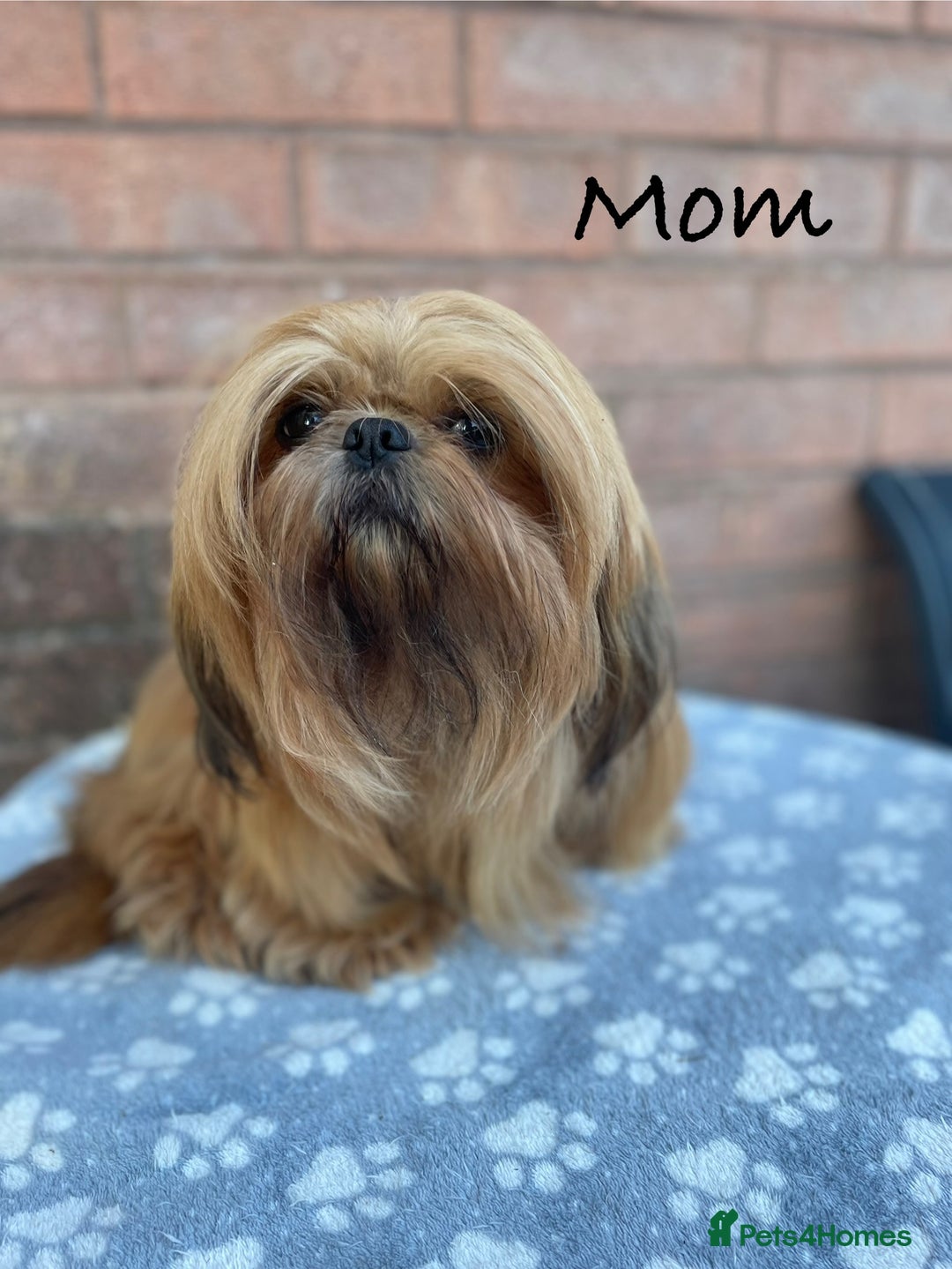 Shih Tzu dogs for sale: KC Registered Imperial Shih Tzu boys.  - Image 10