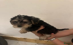 Yorkiepoo dogs for sale: 5 Beautiful F1 Yorkiepoo’s - Image 32