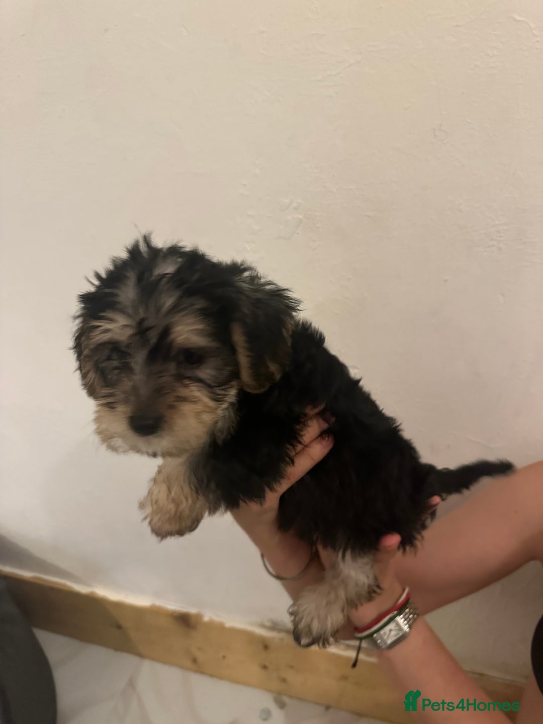 Yorkiepoo dogs for sale: 5 Beautiful F1 Yorkiepoo’s - Image 32